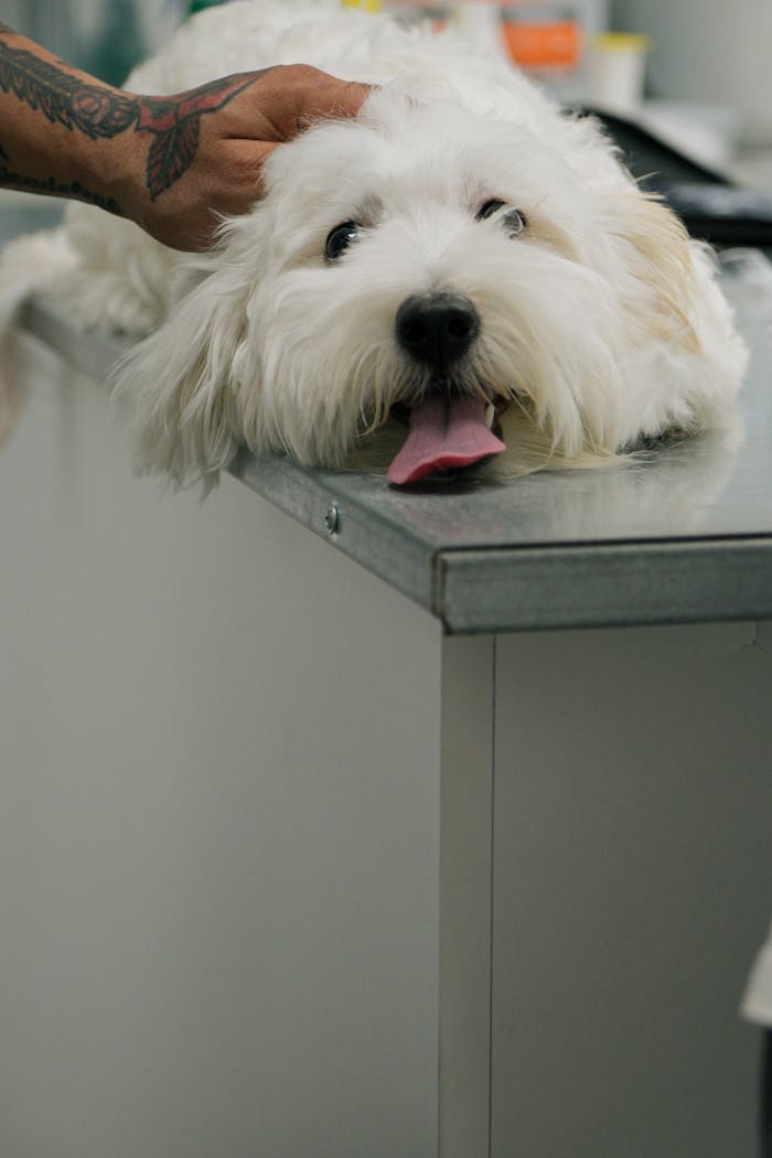 Crafting Captivating Headlines: Your awesome post title goes here Adorable fluffy dog being comforted at the veterinarian's clinic, showing its tongue.