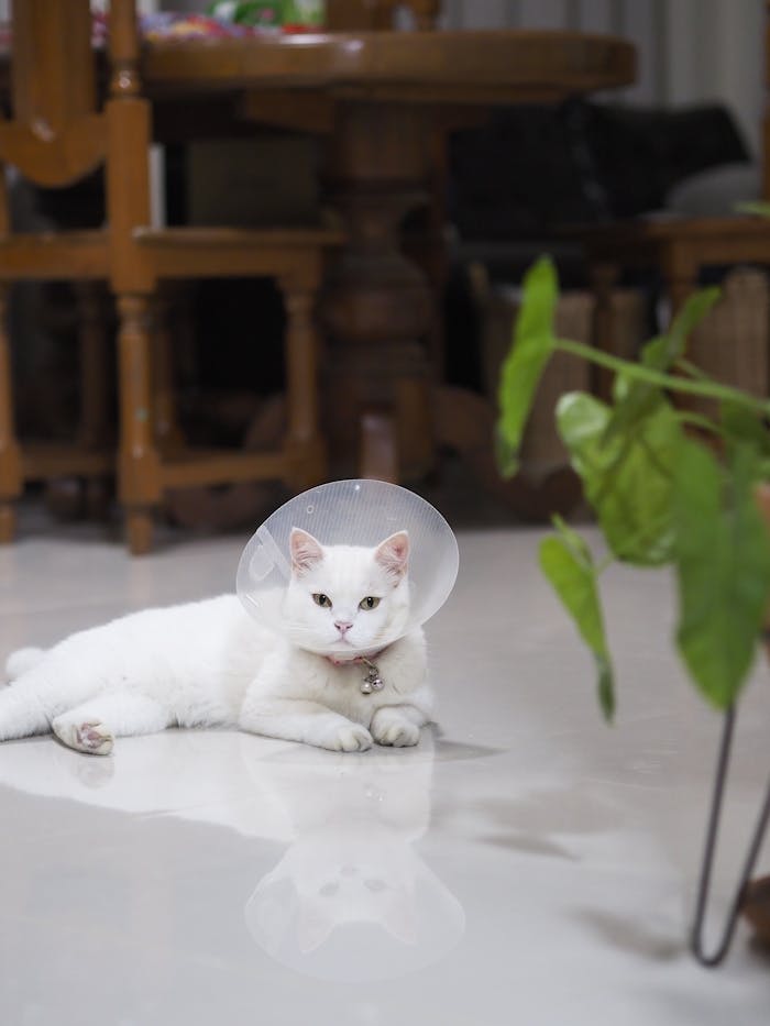 The Art of Drawing Readers In: Your attractive post title goes here A white cat wearing a protective cone lying on the indoor floor, looking calm.
