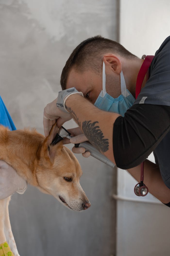 Veterinarian wearing mask examines a dog